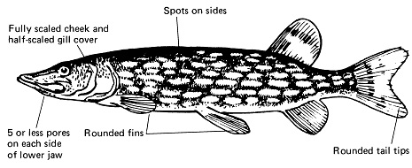 characteristics of a northern pike